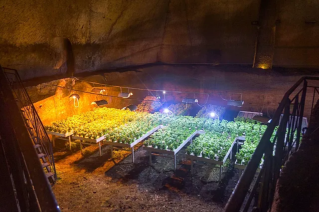 Unter Lampen wachsende Pflanzen in einer Tuffhöhle im unterirdischen Neapel